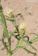 Image of Centaurea sinaica DC.