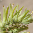 Image of Arnebia linearifolia DC.