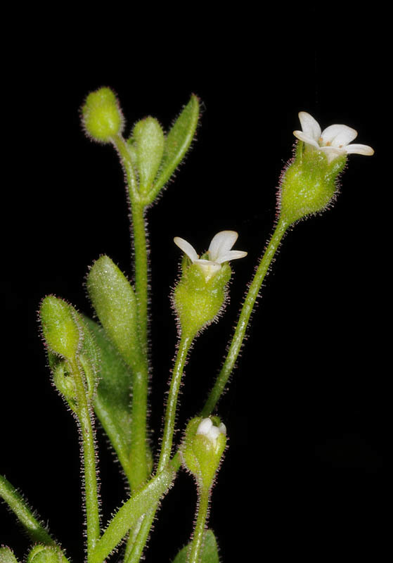 Imagem de Saxifraga tridactylites L.