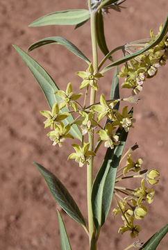 Sivun Gomphocarpus sinaicus Boiss. kuva