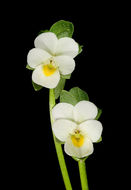 صورة Viola modesta Fenzl