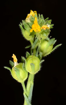 Слика од Linaria simplex (Willd.) DC.