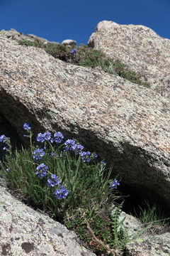 Image of sticky polemonium