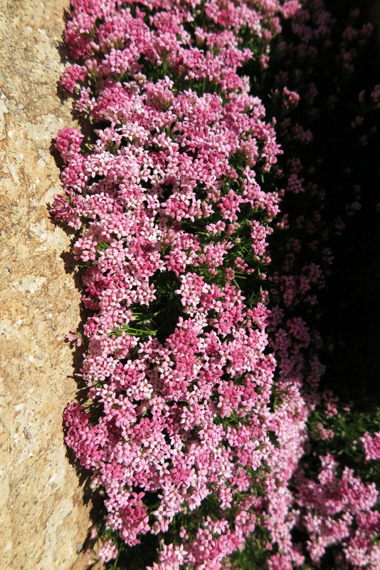 Image of Asperula pontica Boiss.