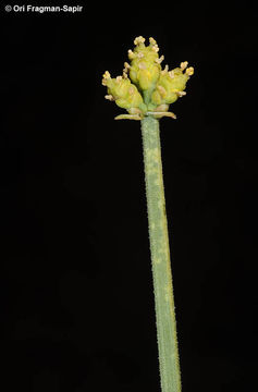 Image of Shrubby Horsetail