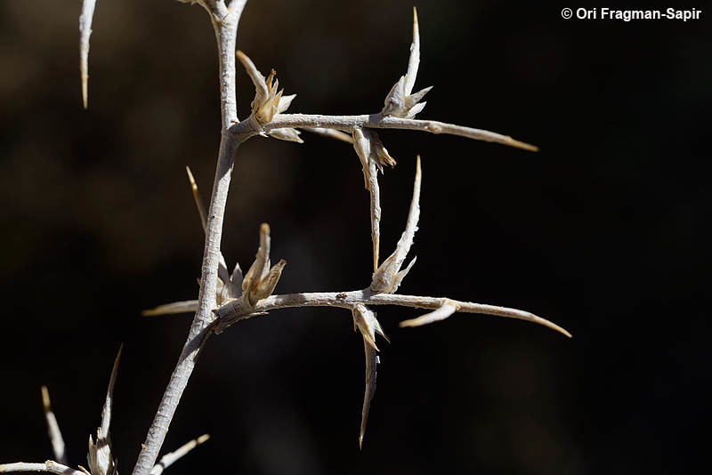 Image of Noaea mucronata (Forsk.) Ascherson & Schweinf.