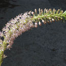 صورة Eucomis pallidiflora Baker