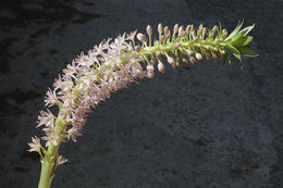 Imagem de Eucomis pallidiflora Baker