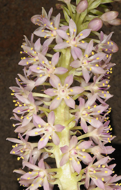 Imagem de Eucomis pallidiflora Baker