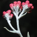 Image of Helichrysum sanguineum (L.) Kostel.