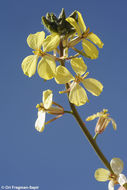 Image of Sisymbrium septulatum DC.