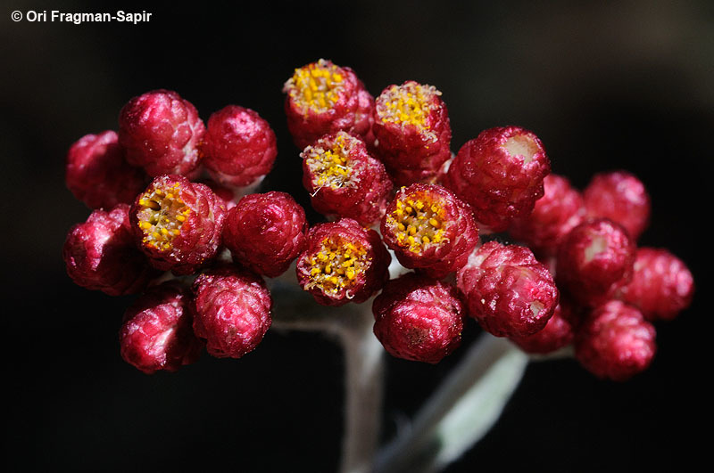 Image of Helichrysum sanguineum (L.) Kostel.