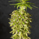 Слика од Eucomis