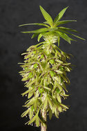 Imagem de Eucomis bicolor Baker