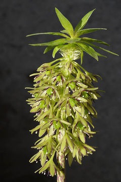 Image de Eucomis bicolor Baker