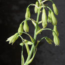 Image of <i>Galtonia viridiflora</i>