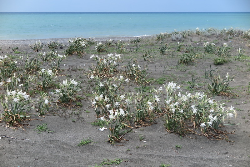 Imagem de Pancratium maritimum L.