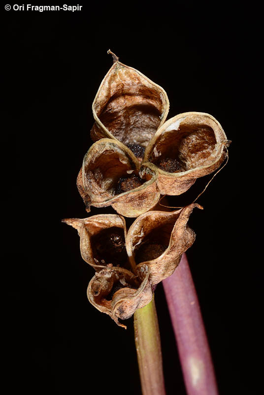 Image of Colchicum stevenii Kunth