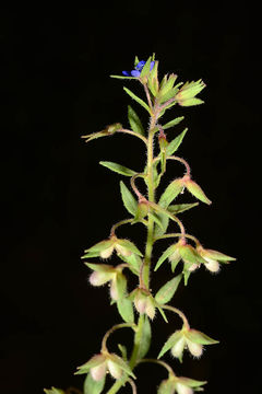 Image of bent-foot speedwell