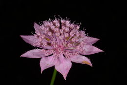 Imagem de Astrantia maxima Pall.