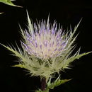 Image of Cirsium obvallatum (M. Bieb.) M. Bieb.