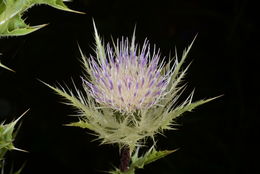 Image of Cirsium obvallatum (M. Bieb.) M. Bieb.