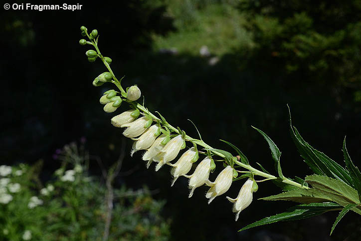 Imagem de Digitalis ciliata Trautv.