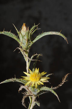 Image of Carlina racemosa L.