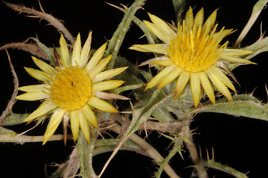 Image of Carlina racemosa L.