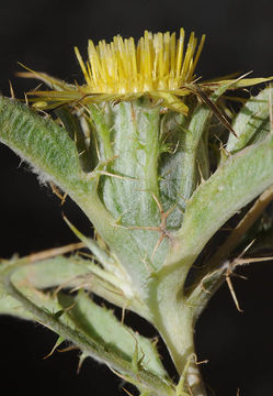 Image of Carlina racemosa L.