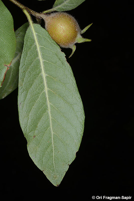 Image of Medlar