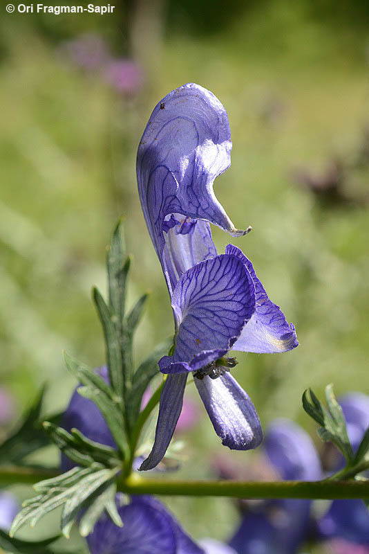 Слика од Aconitum nasutum Rchb.