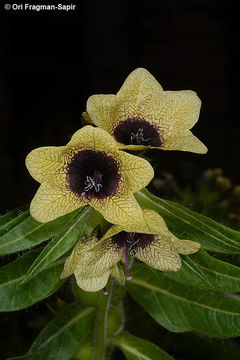 Image of black henbane