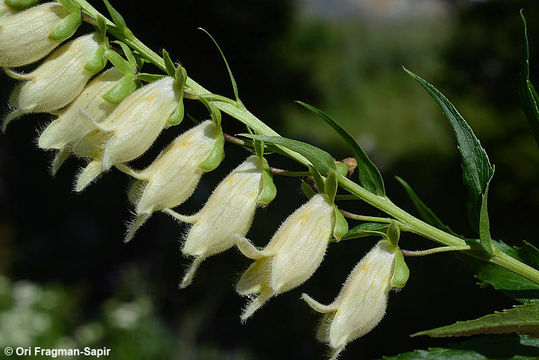 Imagem de Digitalis ciliata Trautv.