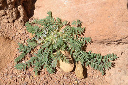 Imagem de Astragalus tribuloides Delile