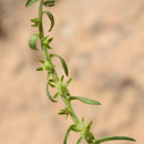 Image of Lappula sessiliflora (Boiss.) Gürke