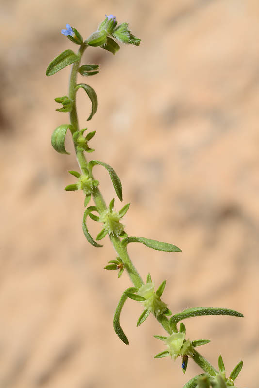 Image of Lappula sessiliflora (Boiss.) Gürke