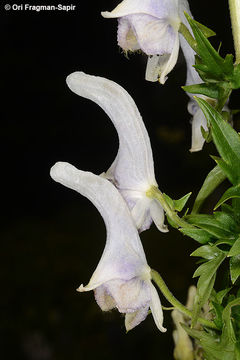 Image of Aconitum orientale Mill.