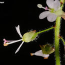 Image of <i>Circaea intermedia</i>