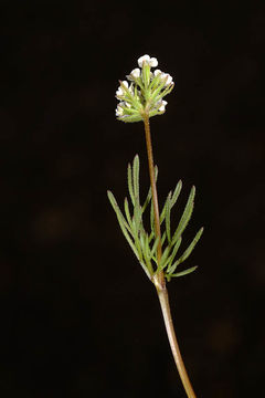 Sivun Scandix stellata Banks & Solander kuva