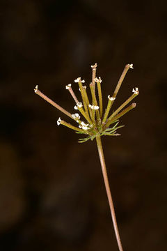 Sivun Scandix stellata Banks & Solander kuva