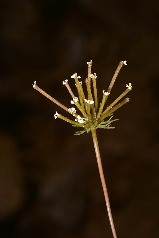 Image de Scandix stellata Banks & Solander