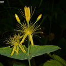 Image of Hypericum bupleuroides Griseb.