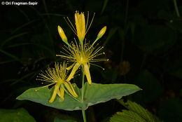 Image of Hypericum bupleuroides Griseb.