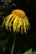 Plancia ëd Telekia speciosa (Schreb.) Baumg.