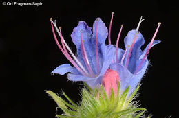 Imagem de Echium vulgare L.