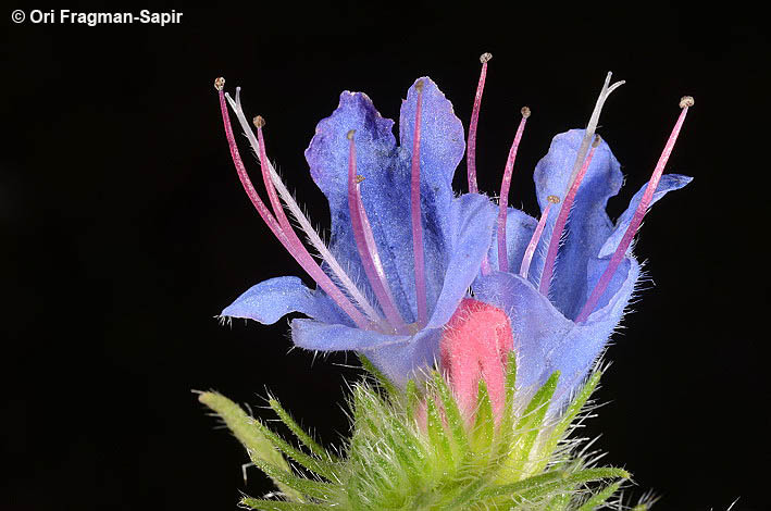 Imagem de Echium vulgare L.