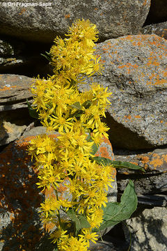 Imagem de Solidago virgaurea L.