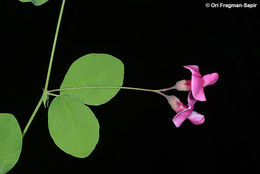 Imagem de Lathyrus roseus Steven