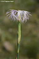 Image of hairy carnation